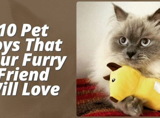 Top 10 Pet Toys That Your Furry Friend Will Love