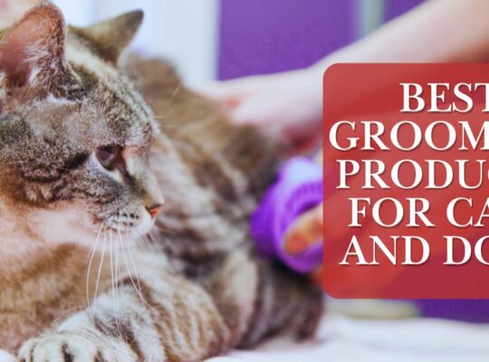 Best Grooming Products for Cats and Dogs: A Complete Guide for Pet Parents